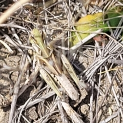 Oedaleus australis at Gundaroo, NSW - 13 Jan 2023