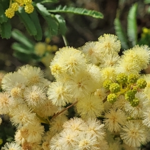 Acacia parramattensis at Gundaroo, NSW - 13 Jan 2023