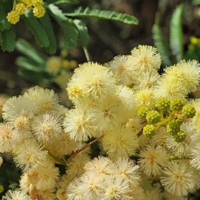 Acacia parramattensis (Parramatta Green Wattle) at Gundaroo, NSW - 12 Jan 2023 by trevorpreston