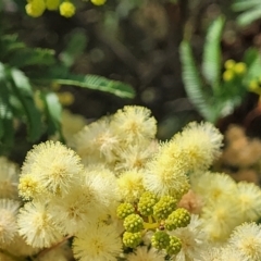 Acacia parramattensis at Gundaroo, NSW - 13 Jan 2023