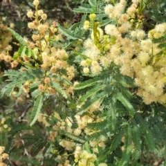 Acacia parramattensis at Gundaroo, NSW - 13 Jan 2023 10:48 AM