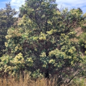 Acacia parramattensis at Gundaroo, NSW - 13 Jan 2023