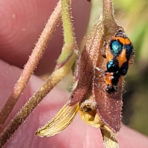 Dicranolaius villosus at Gundaroo, NSW - 13 Jan 2023