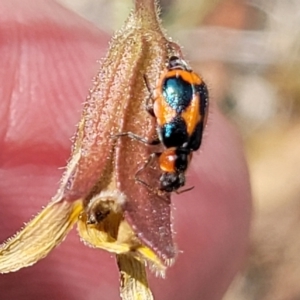 Dicranolaius villosus at Gundaroo, NSW - 13 Jan 2023