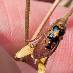 Dicranolaius villosus at Gundaroo, NSW - 13 Jan 2023