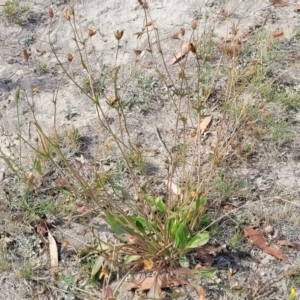 Goodenia paradoxa at Gundaroo, NSW - 13 Jan 2023 10:44 AM