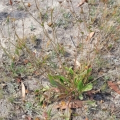 Goodenia paradoxa at Gundaroo, NSW - 13 Jan 2023 10:44 AM