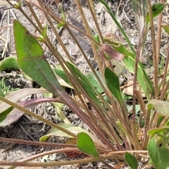 Velleia paradoxa at Gundaroo, NSW - 13 Jan 2023