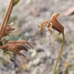 Goodenia paradoxa at Gundaroo, NSW - 13 Jan 2023 10:44 AM