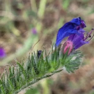 Echium plantagineum at Gundaroo, NSW - 13 Jan 2023 10:41 AM