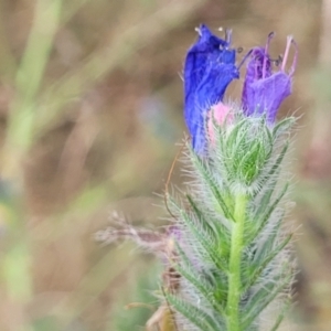 Echium plantagineum at Gundaroo, NSW - 13 Jan 2023 10:41 AM