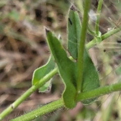 Echium plantagineum at Gundaroo, NSW - 13 Jan 2023 10:41 AM