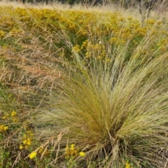 Poa labillardierei (Common Tussock Grass, River Tussock Grass) at O'Malley, ACT - 12 Jan 2023 by Mike