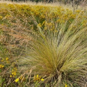 Poa labillardierei at O'Malley, ACT - 13 Jan 2023