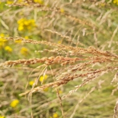 Poa labillardierei at O'Malley, ACT - 13 Jan 2023