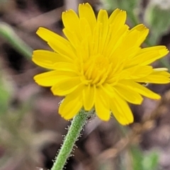 Picris angustifolia subsp. angustifolia at Gundaroo, NSW - 12 Jan 2023 by trevorpreston