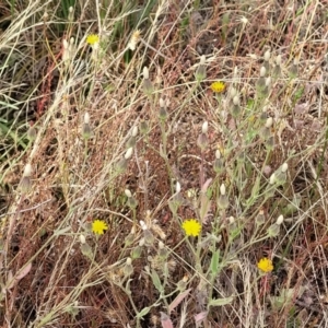 Picris angustifolia subsp. angustifolia at Gundaroo, NSW - 13 Jan 2023