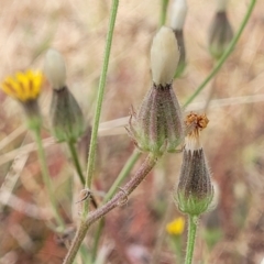 Picris angustifolia subsp. angustifolia at Gundaroo, NSW - 13 Jan 2023