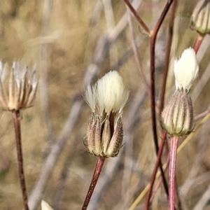 Picris angustifolia subsp. angustifolia at Gundaroo, NSW - 13 Jan 2023