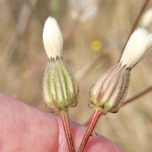 Picris angustifolia subsp. angustifolia at Gundaroo, NSW - 13 Jan 2023