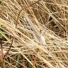 Tinzeda lobata at Gundaroo, NSW - 13 Jan 2023