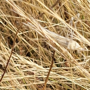 Tinzeda lobata at Gundaroo, NSW - 13 Jan 2023