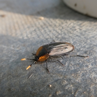 Ptomaphila lacrymosa (Carrion Beetle) at Mongarlowe, NSW - 12 Jan 2023 by arjay