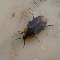 Ptomaphila lacrymosa at Mongarlowe, NSW - suppressed