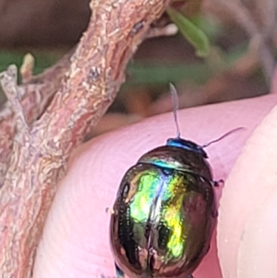 Callidemum hypochalceum (Hop-bush leaf beetle) at Gundaroo, NSW - 12 Jan 2023 by trevorpreston