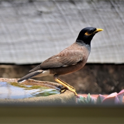 Acridotheres tristis (Common Myna) at Jamberoo, NSW - 12 Jan 2023 by plants