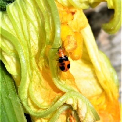 Aulacophora hilaris (Pumpkin Beetle) at Jamberoo, NSW - 13 Jan 2023 by plants