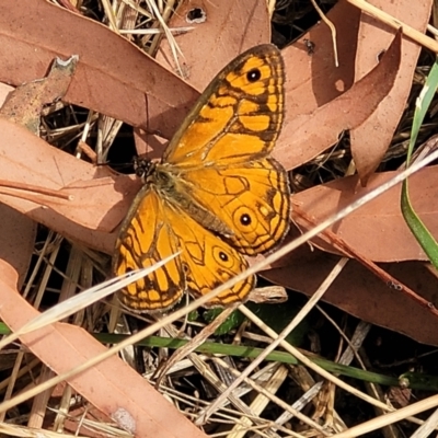 Geitoneura acantha (Ringed Xenica) at Mcleods Creek Res (Gundaroo) - 12 Jan 2023 by trevorpreston