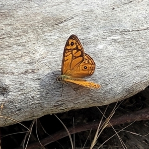 Geitoneura acantha at Gundaroo, NSW - 13 Jan 2023 09:58 AM