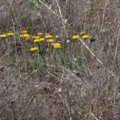 Rutidosis leiolepis (Monaro Golden Daisy) at Rock Flat, NSW - 18 Nov 2018 by AndyRoo