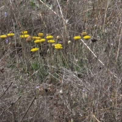 Rutidosis leiolepis (Monaro Golden Daisy) at Rock Flat, NSW - 18 Nov 2018 by AndyRoo