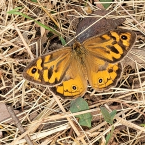 Heteronympha merope at Gundaroo, NSW - 13 Jan 2023