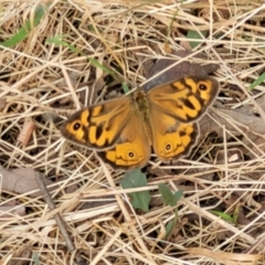 Heteronympha merope at Gundaroo, NSW - 13 Jan 2023