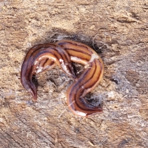 Anzoplana trilineata at Gundaroo, NSW - 13 Jan 2023 09:41 AM