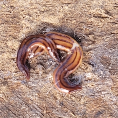 Anzoplana trilineata (A Flatworm) at Gundaroo, NSW - 13 Jan 2023 by trevorpreston