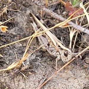 Chortoicetes terminifera at Gundaroo, NSW - 13 Jan 2023