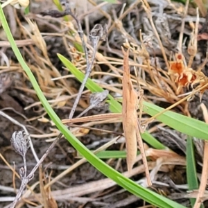 Acrida conica at Gundaroo, NSW - 13 Jan 2023