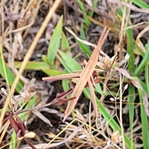 Acrida conica at Gundaroo, NSW - 13 Jan 2023 09:32 AM