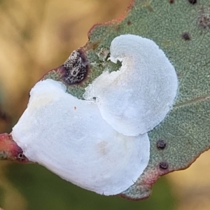 Lasiopsylla sp. (genus) at Gundaroo, NSW - 13 Jan 2023 09:29 AM