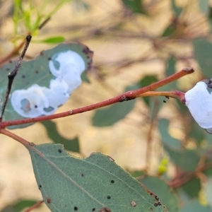 Lasiopsylla sp. (genus) at Gundaroo, NSW - 13 Jan 2023