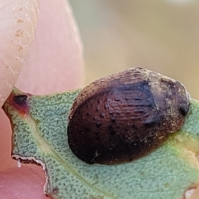 Trachymela sp. (genus) (Brown button beetle) at Gundaroo, NSW - 12 Jan 2023 by trevorpreston