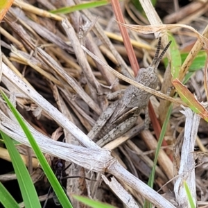 Peakesia hospita at Gundaroo, NSW - 13 Jan 2023