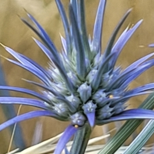 Eryngium ovinum at Gundaroo, NSW - 13 Jan 2023 09:19 AM