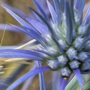 Eryngium ovinum at Gundaroo, NSW - 13 Jan 2023