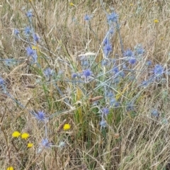 Eryngium ovinum at Gundaroo, NSW - 13 Jan 2023