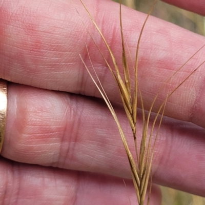 Anthosachne scabra (Common Wheat-grass) at Gundaroo, NSW - 12 Jan 2023 by trevorpreston